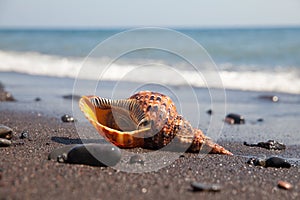 Triton is very large predatory marine gastropods in the genus Charonia
