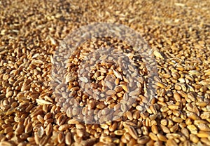 Tritordeum is a hybrid crop, obtained by crossing durum wheat with the wild barley Hordeum chilense. Grain.