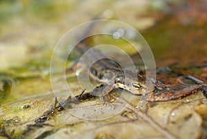 Triturus boscai, Lissotriton boscai, Triton, Anfibio photo