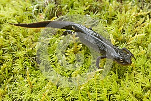 Triturus boscai, Lissotriton boscai, Triton,  protected species photo