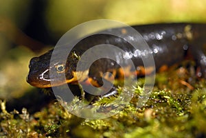 Triturus boscai, Lissotriton boscai, Triton, Anfibio