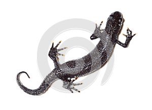 Triturus cristatus, Great Crested Newt