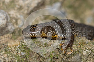 Triturus Dobrogicus,The Danube crested newt