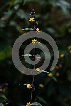 Triumfetta wild flower