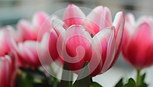 Tulip `Charmeur`. Closeup of Pink Triumph Tulip. Springtime in the Netherlands.