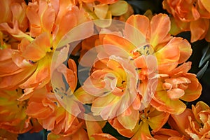 Triumph Tulip Tulipa Monte casino, flamboyant orange flower