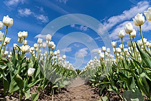 triumph tulips Franciscus photo