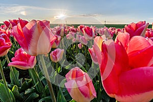 triumph tulips Supermodel