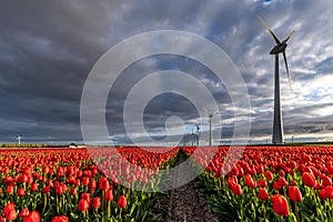 triumph tulips Verandi