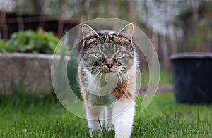 Triumphant arrival of a domestic cat to our garden. Magical and noble look by kitten. colourful body and white, grey and black