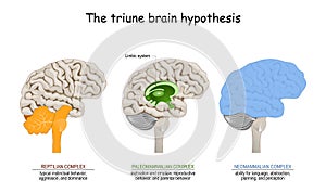 Triune brain hypothesis. theory about evolution of human`s brain