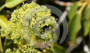 Trochodendron aralioides, wheel tree