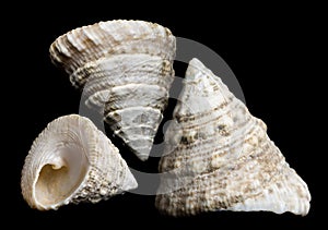 Trochus seashell