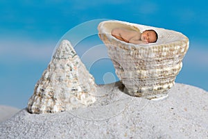 Trochus seashell on beach