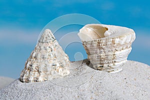 Trochus seashell on beach