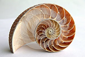 Trochus shell with spiral pattern