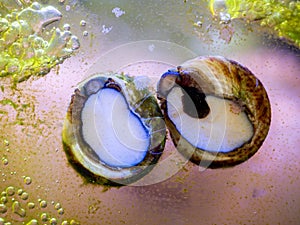 trochus snails eating algae on the glass of an reef aquarium