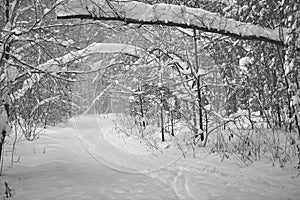Trodden path and ski track in winter forest