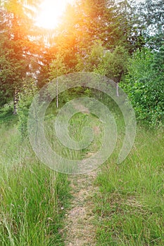 Trodden path on the slope of the forested mountain