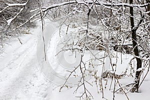 Trodden path in the winter forest