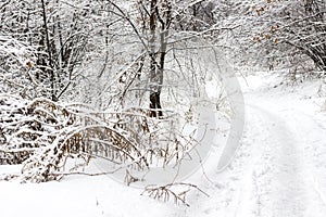 Trodden path in the winter forest