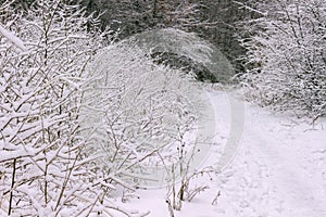 Trodden path in the winter forest