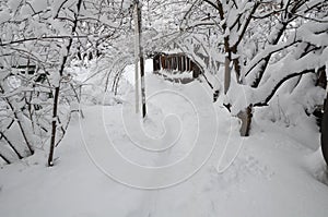 The trodden path in the winter snow-covered garden.