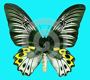 Trodes Hypolitus butterfly with open wings in, top view, isolated on transperent background