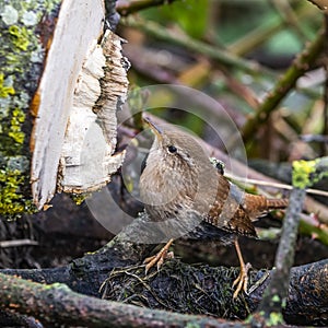 Troglodytes troglodytes