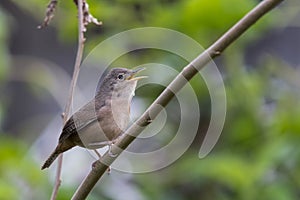 Troglodytes musculus photo