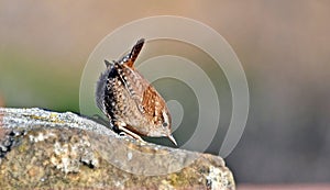 Troglodytes troglodytes, Eurasian wren, small insectivorous bird