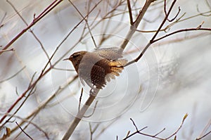 Troglodytes troglodytes Winter Wren  one spring day