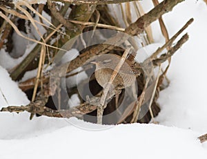 Troglodytes (wren) on a dry branch in winter.