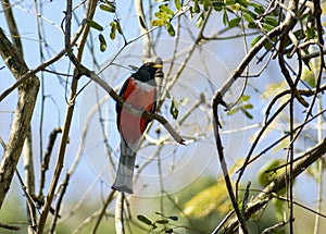 Trogon MÃÂ©xico mexicano photo