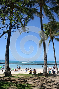 Troical Palms Waikiki Beach