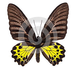 Troides Helena birdwing tropical butterfly isolated