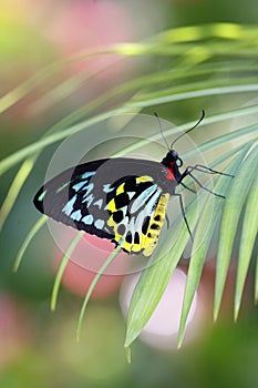 Troides helena Butterfly photo
