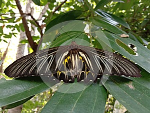 A troides helena butterfly resting on a tree leaf