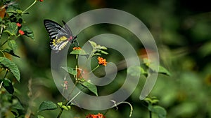 Troides minos  - Southern birdwing  Butterfly photo