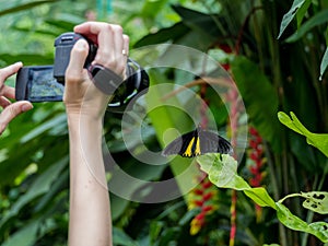 Troides minos or Southern Birdwing photo