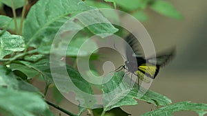 Troides radamanthus, beautiful exotic butterfly from South Asia, entomology