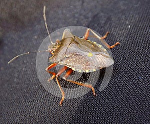Troilus luridus shield beetle