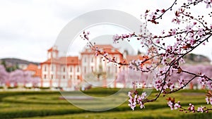 Troja palace in spring with blooming sakura in Prague, Czech Republic