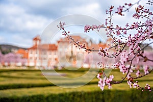 Troja palace in spring with blooming sakura in Prague, Czech Republic