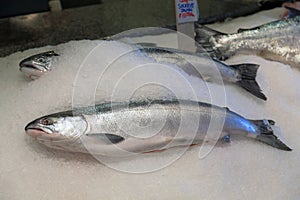 Troll Caught Fresh Sockeye Salmon on Ice