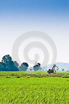 Trolley in the middle of padi field