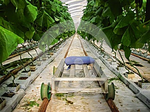 The trolley for movement through the greenhouse in Finland