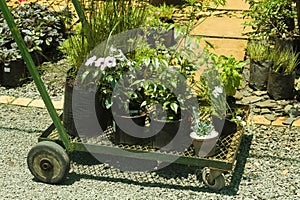 Trolley with plants