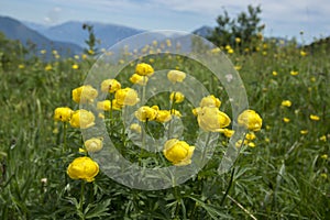 Trollius altissimus yellow mountain flowers in bloom