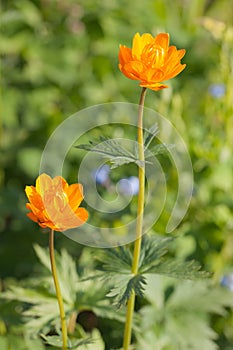Trollius asiaticus